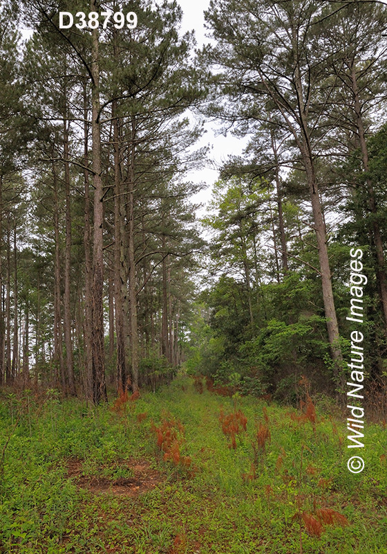 Slash Pine (Pinus elliottii)